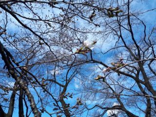 「按針」さんからの投稿写真＠小金井公園