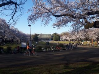 「按針」さんからの投稿写真＠小金井公園