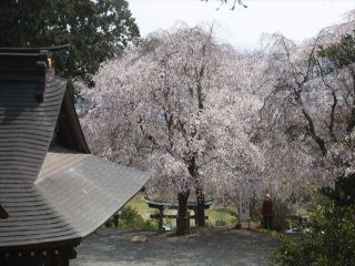 「おじん0523」さんからの投稿写真＠三嶋神社