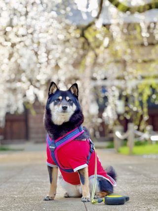「ちゃちゃ」さんからの投稿写真＠茂林寺