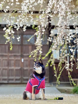 「ちゃちゃ」さんからの投稿写真＠茂林寺