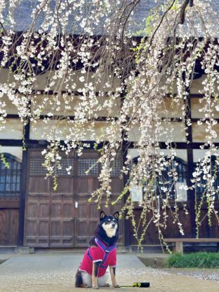 「ちゃちゃ」さんからの投稿写真＠茂林寺