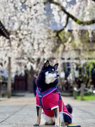 「ちゃちゃ」さんからの投稿写真＠茂林寺