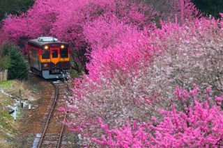 「 Miya」さんからの投稿写真＠わたらせ渓谷鐵道