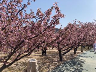 「桜大好き」さんからの投稿写真＠親水公園