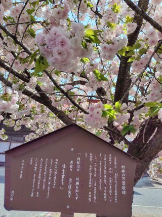 「Flower」さんからの投稿写真＠白井宿沿いの八重桜
