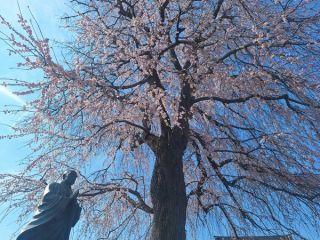 「ミータママ」さんからの投稿写真＠伝法寺