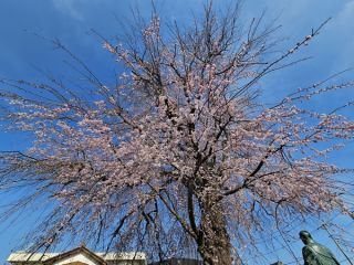 「ミータママ」さんからの投稿写真＠伝法寺
