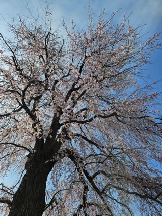 「ミータママ」さんからの投稿写真＠伝法寺