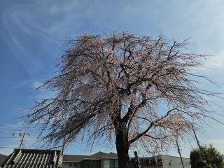 「ミータママ」さんからの投稿写真＠伝法寺