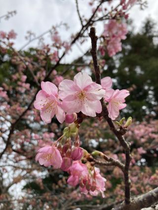 「Noa」さんからの投稿写真＠四浦半島の河津桜