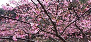 「ROC事務局」さんからの投稿写真＠四浦半島の河津桜
