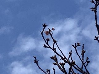 「ズカ　」さんからの投稿写真＠四浦半島の河津桜