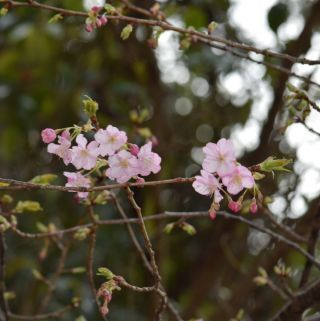 「サクラ」さんからの投稿写真＠四浦半島の河津桜