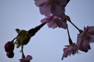 「サクラ」さんからの投稿写真＠四浦半島の河津桜