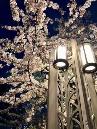 「氷の職人」さんからの投稿写真＠大岡川プロムナード