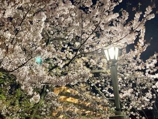 「氷の職人」さんからの投稿写真＠大岡川プロムナード