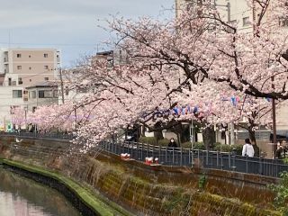 「氷の職人」さんからの投稿写真＠大岡川プロムナード