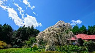 「さくも」さんからの投稿写真＠慈徳寺の種まき桜