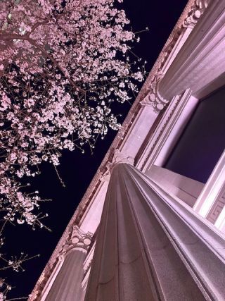 「バラと芝生」さんからの投稿写真＠江戸桜通り