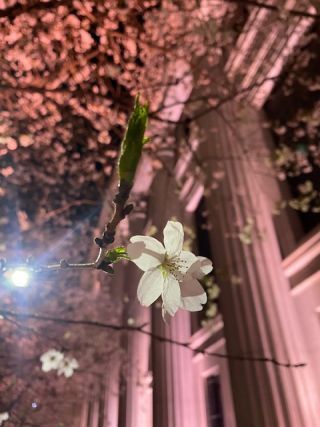 「バラと芝生」さんからの投稿写真＠江戸桜通り