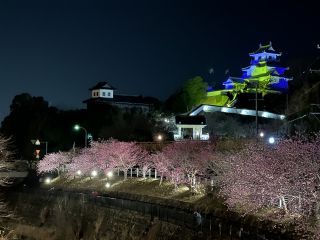 「のりちゃん」さんからの投稿写真＠掛川城公園・逆川沿いの掛川桜