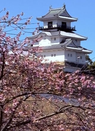 「こうゆう」さんからの投稿写真＠掛川城公園・逆川沿いの掛川桜