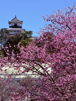 「こうゆう」さんからの投稿写真＠掛川城公園・逆川沿いの掛川桜