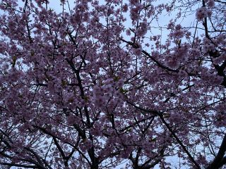 「はるはる母さん」さんからの投稿写真＠掛川城公園・逆川沿いの掛川桜
