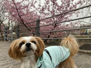 「はるはる母さん」さんからの投稿写真＠掛川城公園・逆川沿いの掛川桜