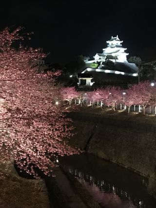 「haru」さんからの投稿写真＠掛川城公園・逆川沿いの掛川桜
