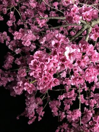 「haru」さんからの投稿写真＠掛川城公園・逆川沿いの掛川桜