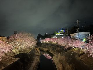「のりちゃん」さんからの投稿写真＠掛川城公園・逆川沿いの掛川桜