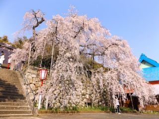 「S．Y」さんからの投稿写真＠瑠璃寺のしだれ桜