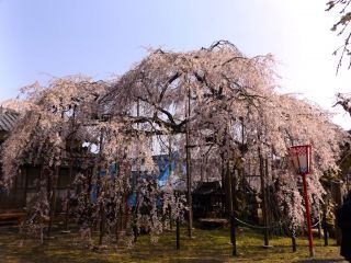 「S．Y」さんからの投稿写真＠瑠璃寺のしだれ桜