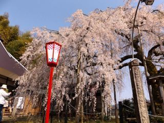 「S．Y」さんからの投稿写真＠瑠璃寺のしだれ桜