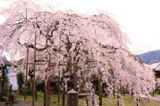 「S．Y」さんからの投稿写真＠瑠璃寺のしだれ桜