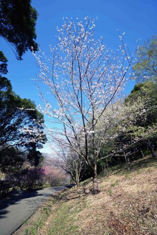 「写楽」さんからの投稿写真＠四季の森公園