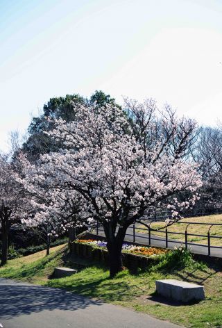 「写楽」さんからの投稿写真＠四季の森公園