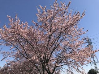 「みのりん」さんからの投稿写真＠北浅羽桜堤公園