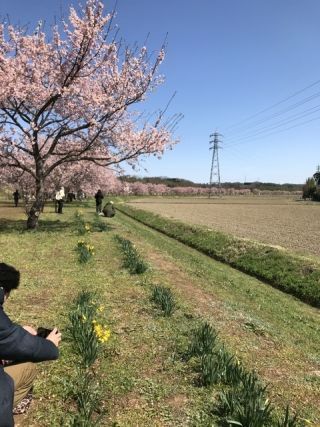 「みのりん」さんからの投稿写真＠北浅羽桜堤公園