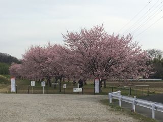 「jyouhoku」さんからの投稿写真＠北浅羽桜堤公園