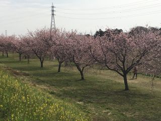 「jyouhoku」さんからの投稿写真＠北浅羽桜堤公園