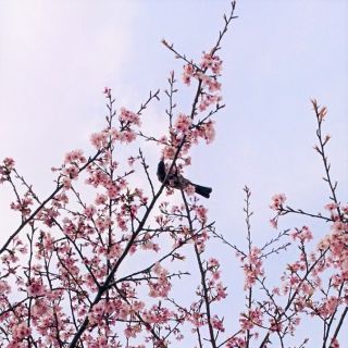 「アツシ」さんからの投稿写真＠北浅羽桜堤公園