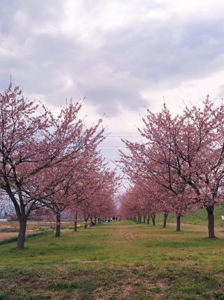 「アツシ」さんからの投稿写真＠北浅羽桜堤公園