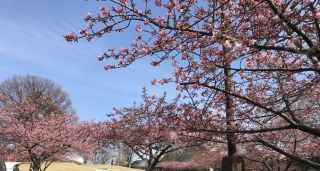 「nami」さんからの投稿写真＠宇都宮城址公園