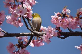 「河津桜とメジロ」さんからの投稿写真＠宇都宮城址公園