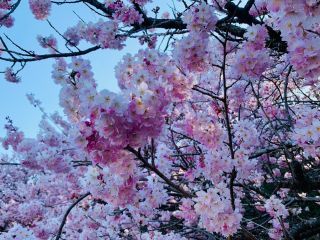 「acchan」さんからの投稿写真＠一の堰ハラネ・怒田丘陵