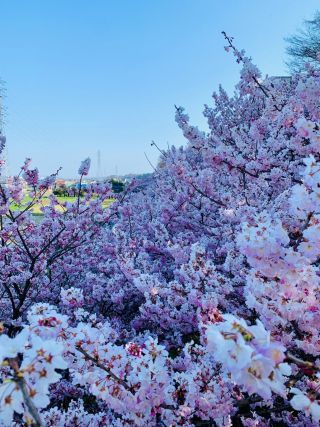 「acchan」さんからの投稿写真＠一の堰ハラネ・怒田丘陵