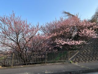 「奈李丹」さんからの投稿写真＠怒田丘陵